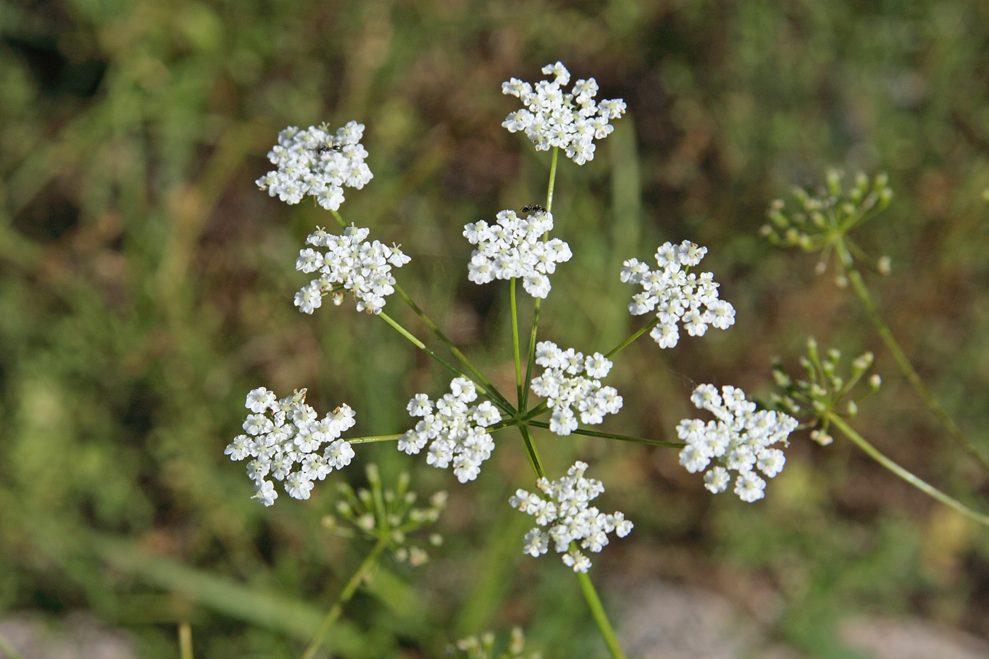 Image of Bunium intermedium specimen.