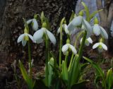 Galanthus plicatus