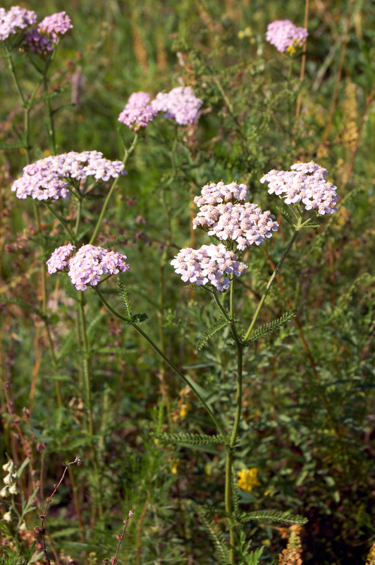 Image of Achillea asiatica specimen.