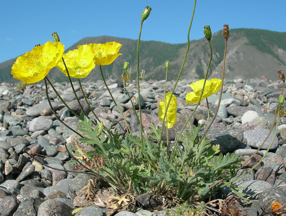 Изображение особи Papaver setosum.