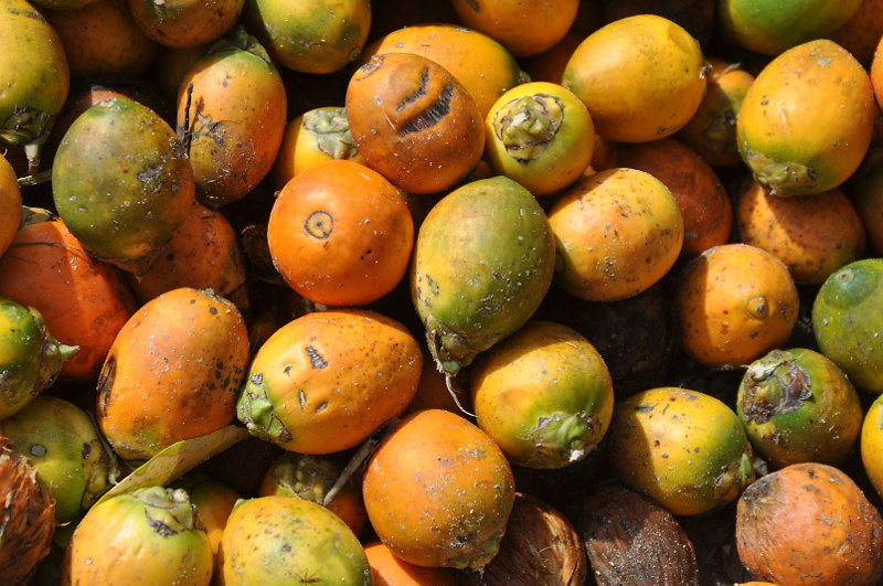 Image of Areca catechu specimen.