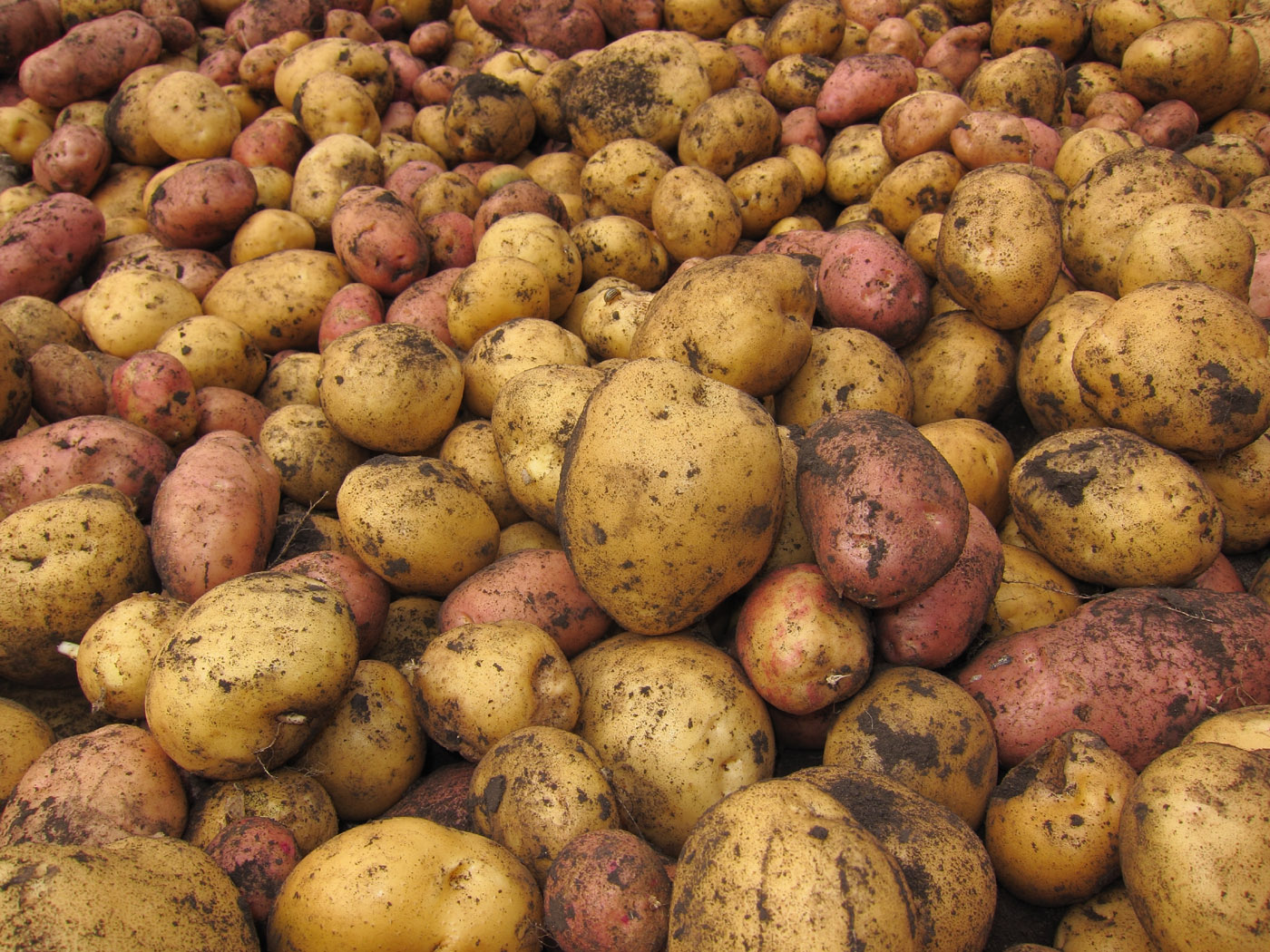 Image of Solanum tuberosum specimen.