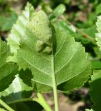 Betula litwinowii