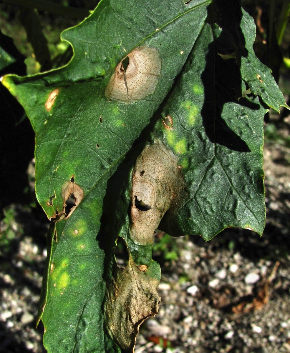 Изображение особи Datura stramonium.