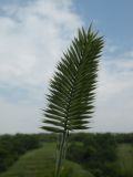 Agropyron pectinatum