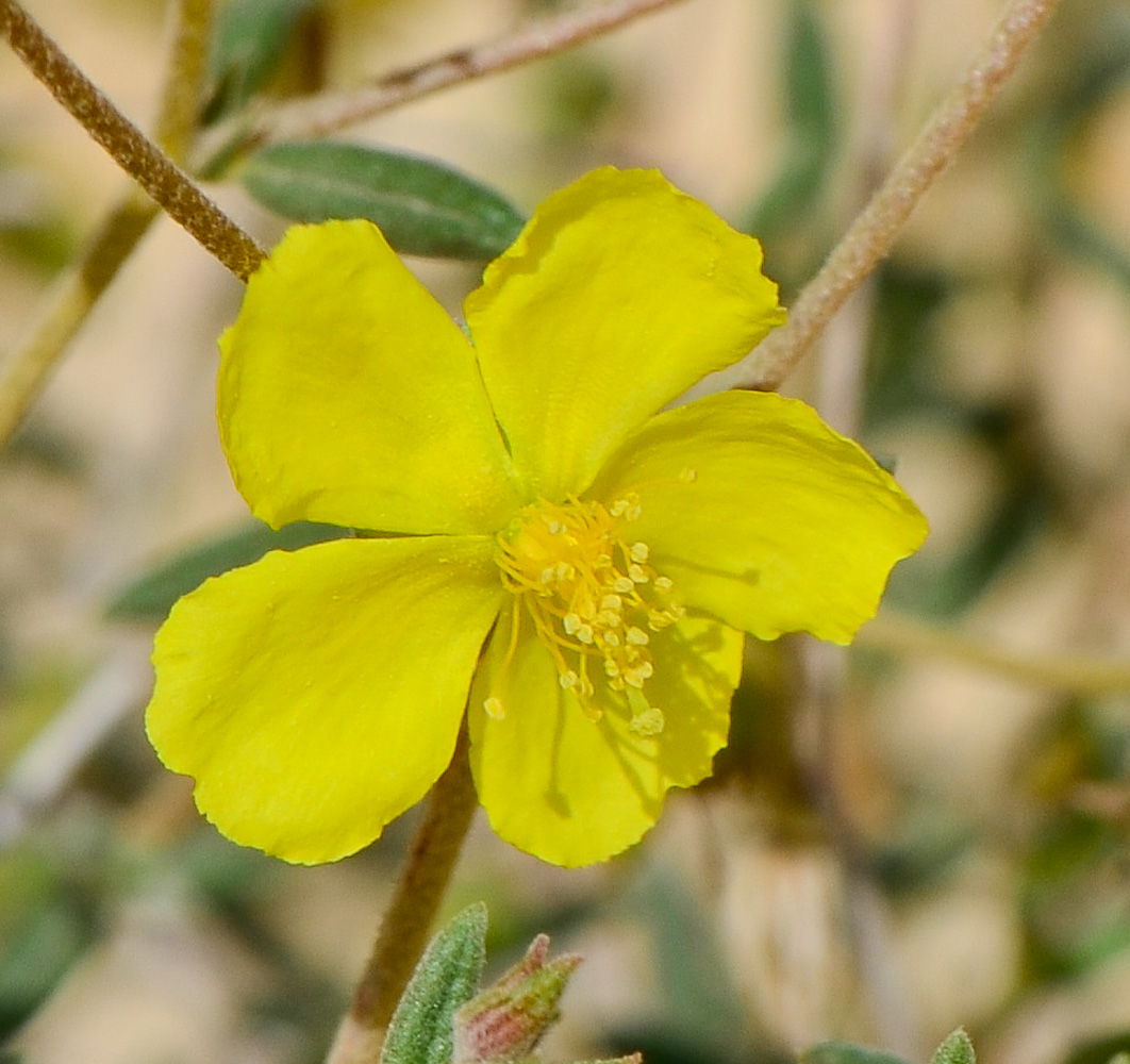 Изображение особи Helianthemum sancti-antonii.