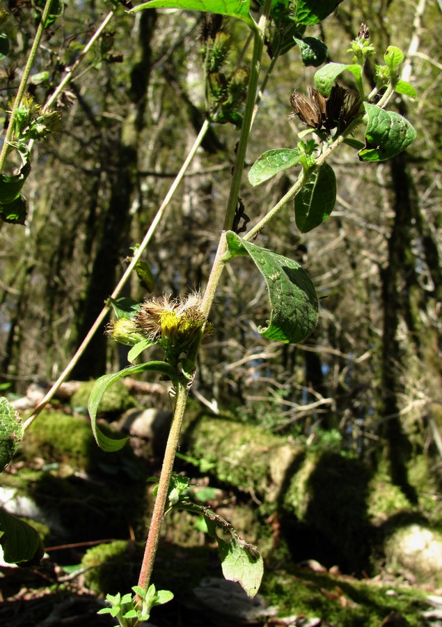 Image of Inula conyza specimen.