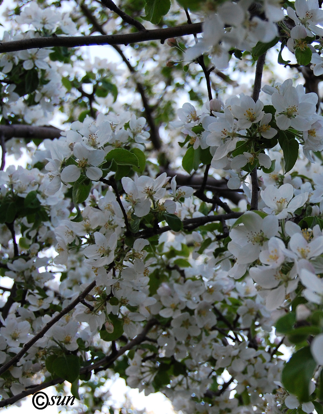 Изображение особи Malus domestica.