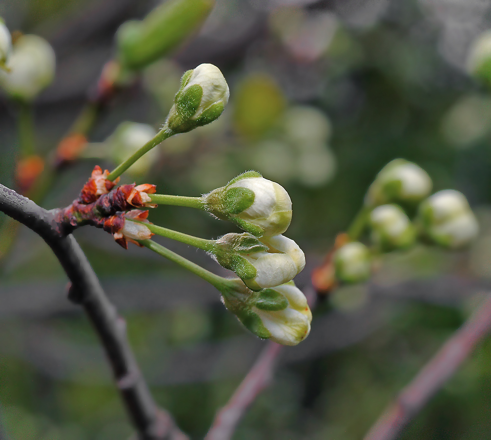 Image of Prunus domestica specimen.