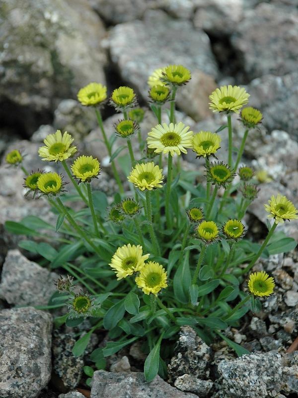 Image of Erigeron aureus specimen.
