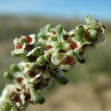 Salsola foliosa. Верхушка плодоносящего растения. Астраханская обл., вост. берег оз. Баскунчак. 04.10.2009.