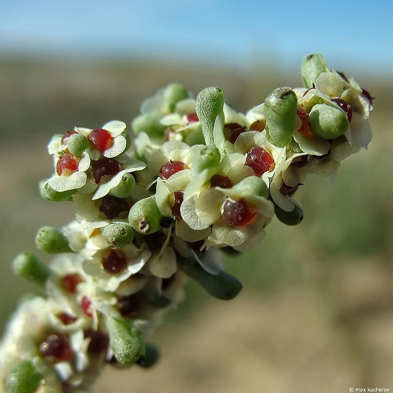 Изображение особи Salsola foliosa.