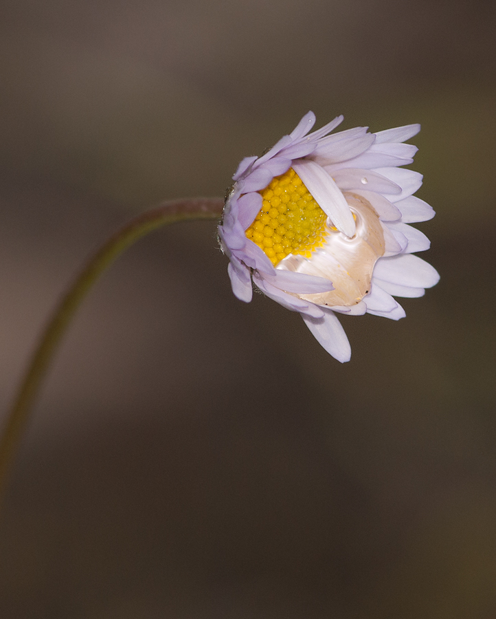 Image of Bellis caerulescens specimen.