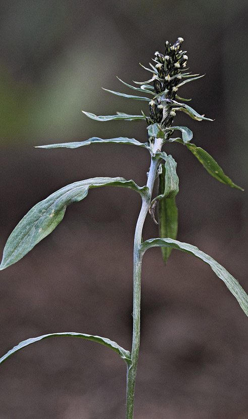 Image of Omalotheca norvegica specimen.