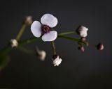 Sagittaria sagittifolia