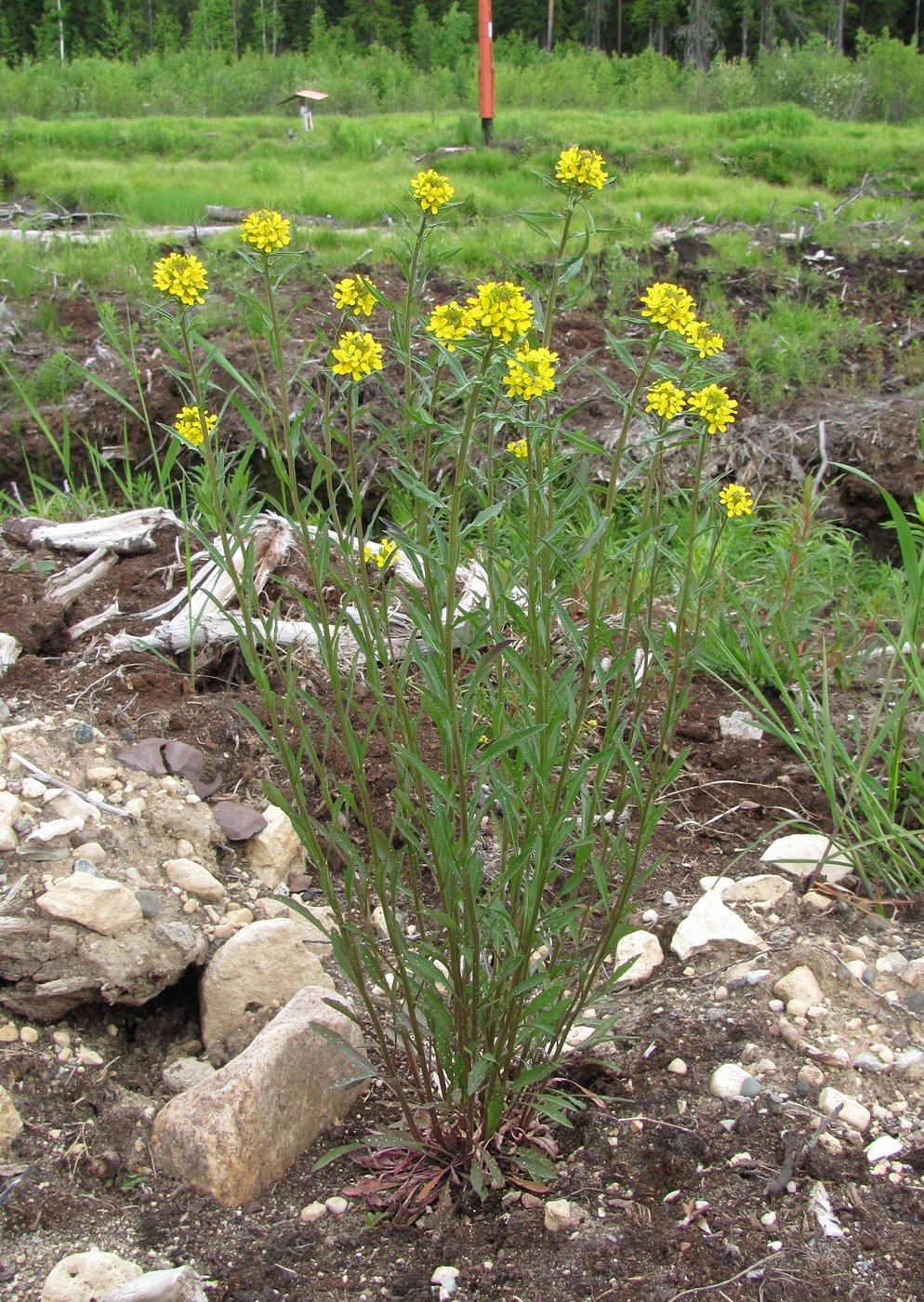 Изображение особи Erysimum hieraciifolium.