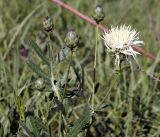 Rhaponticoides ruthenica. Верхушка растения с раскрывшимся и нераскрывшимися соцветиями. Кыргызстан, Нарынская обл., левый берег р. Нарын, окр. с. Таш-Башат, подножье склона. 07.07.2015.