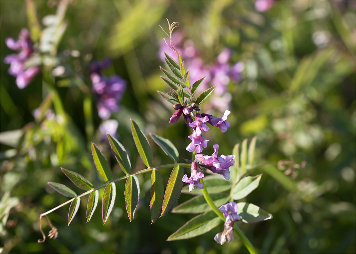 Image of Vicia sepium specimen.