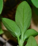 Theligonum cynocrambe