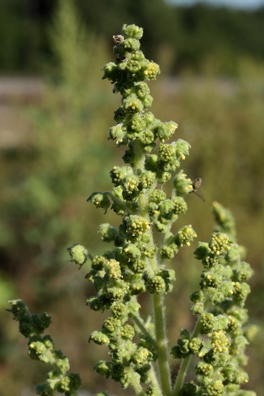 Image of Cyclachaena xanthiifolia specimen.