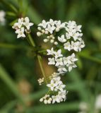 Galium pseudorivale