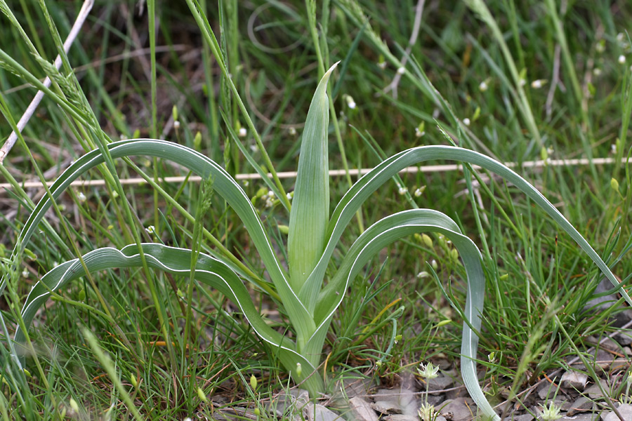 Изображение особи Juno orchioides.