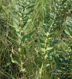 Hieracium robustum