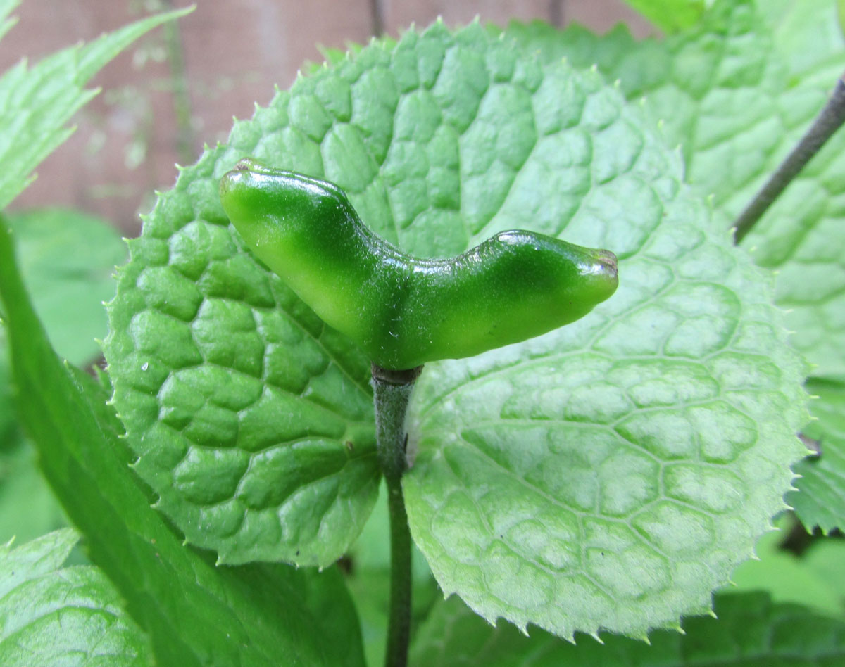 Image of Glaucidium palmatum specimen.