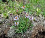 Aster alpinus. Цветущее растение. Бурятия, Окинский р-н, падь Хи-Гол, ≈ 2000 м н.у.м., окраина лавового поля. 11.07.2015.