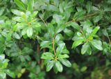 Escallonia bifida