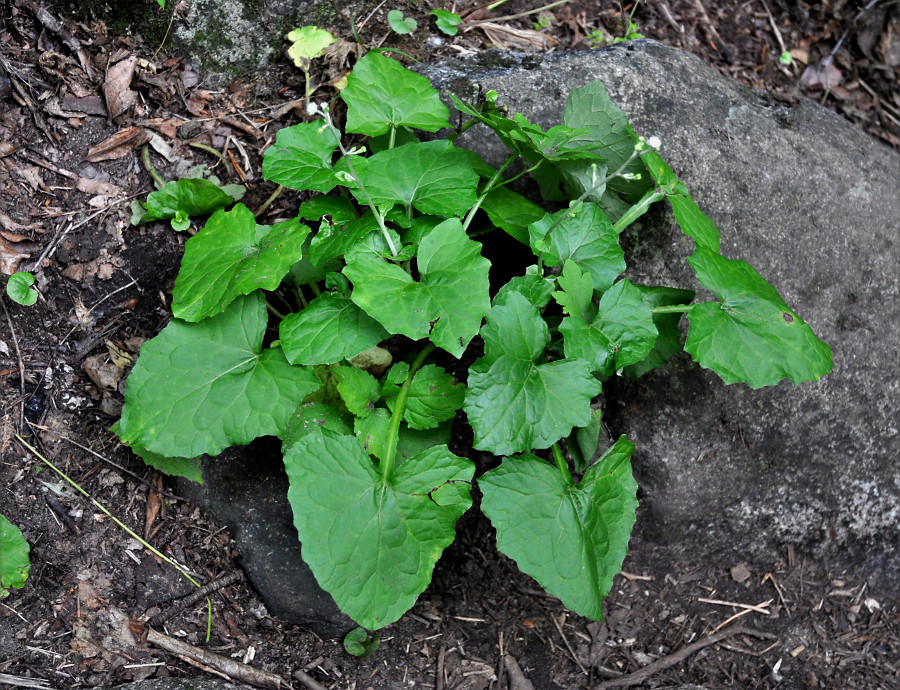 Image of Adenocaulon adhaerescens specimen.