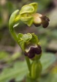 Ophrys × brigittae