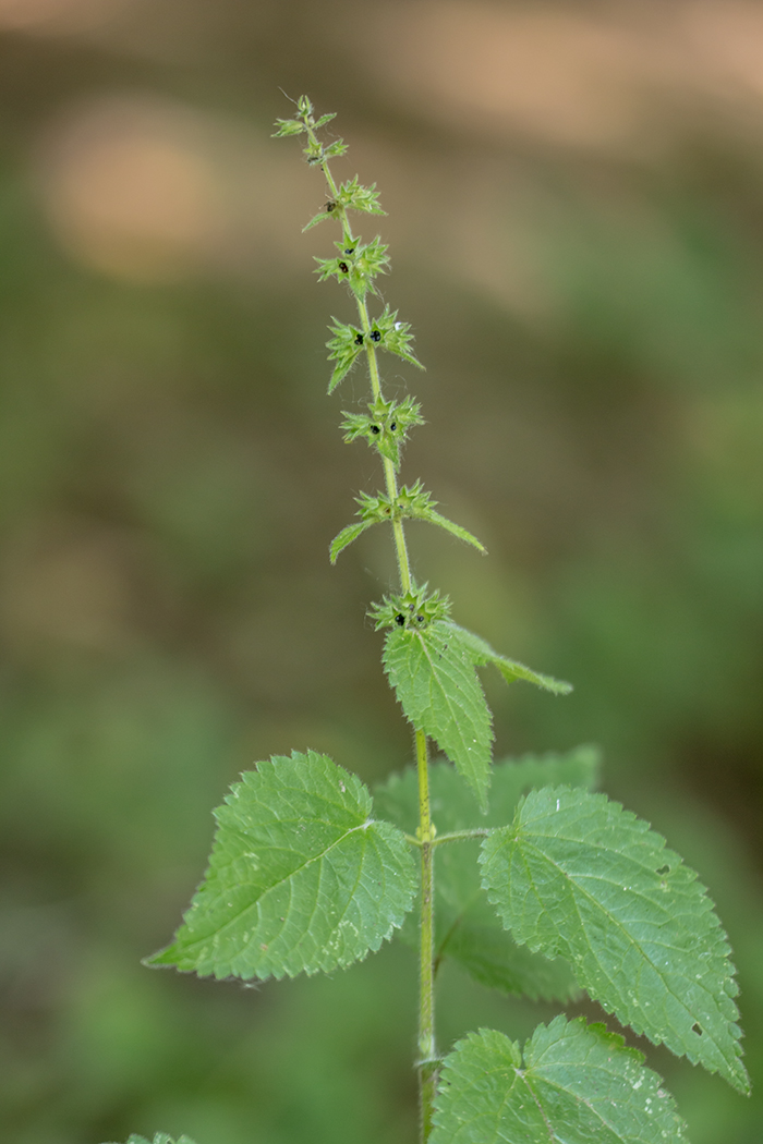 Image of Stachys sylvatica specimen.