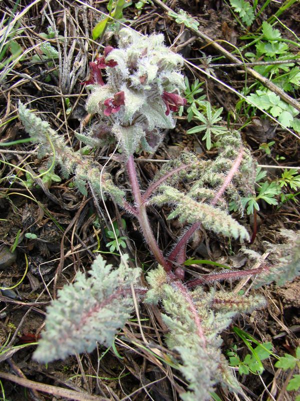 Изображение особи Pedicularis popovii.