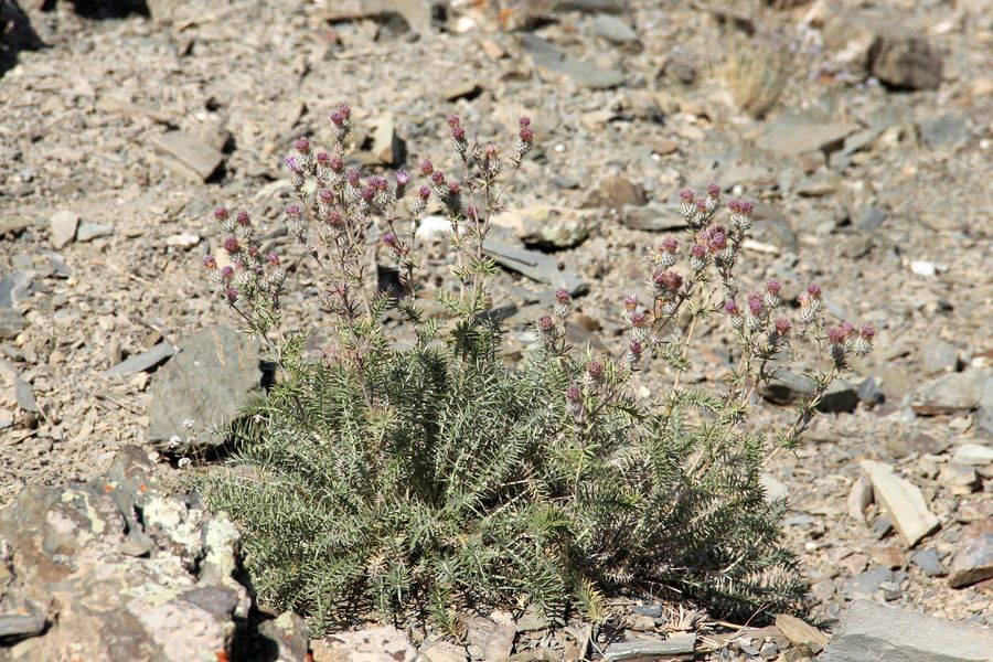 Изображение особи Cousinia eriotricha.