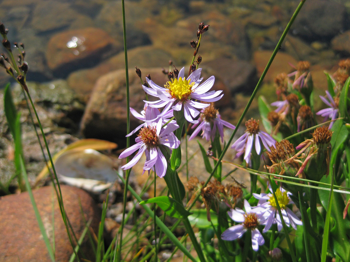 Изображение особи Tripolium pannonicum ssp. tripolium.