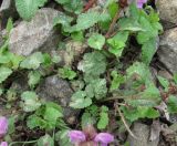 Lamium maculatum. Нижние части цветущих растений; листья поражены микромицетами, в т.ч. мучнисторосяным грибом. Краснодарский край, Абинский р-н, окр. пос. Ахтырский, ж.-д насыпь. 04.04.2016.