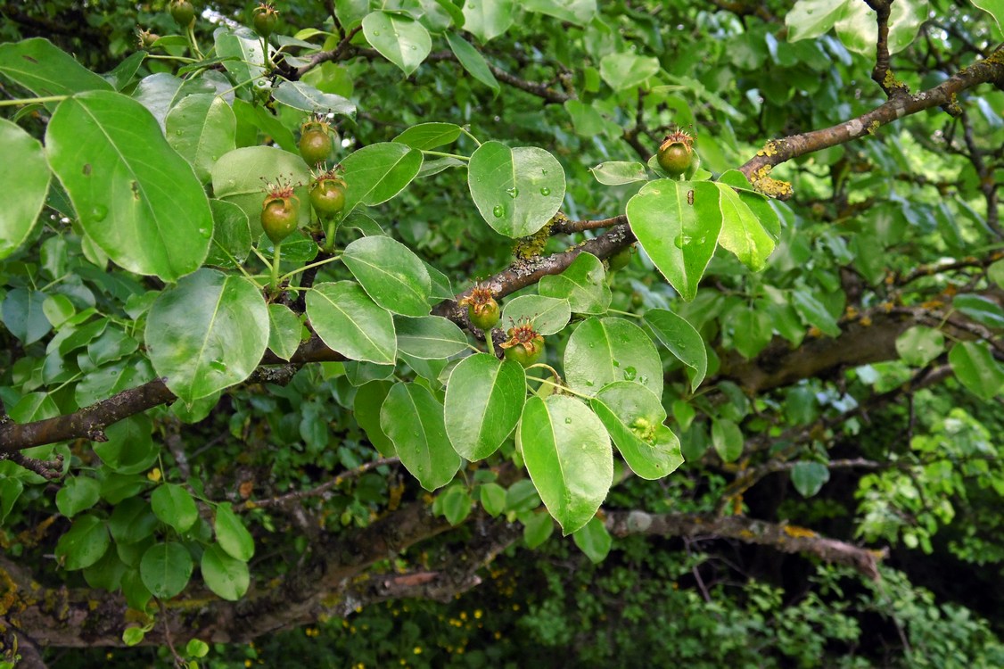 Изображение особи Pyrus caucasica.