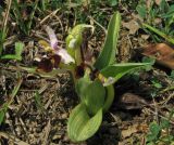 Ophrys oestrifera. Цветущие растения, страдающие от недостатка влаги. Крым, окр. Балаклавы, редколесье из сосны пицундской и можжевельника высокого. 30 апреля 2016 г.