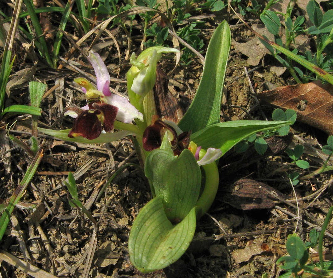 Image of Ophrys oestrifera specimen.