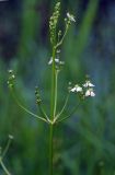 Alisma plantago-aquatica