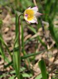 Tulipa riparia