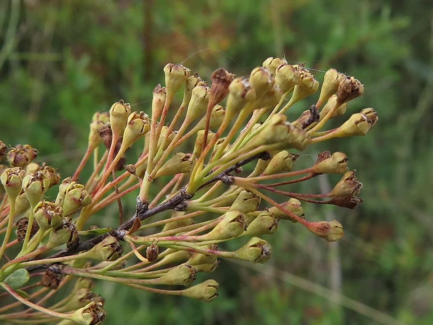 Изображение особи Spiraea litwinowii.