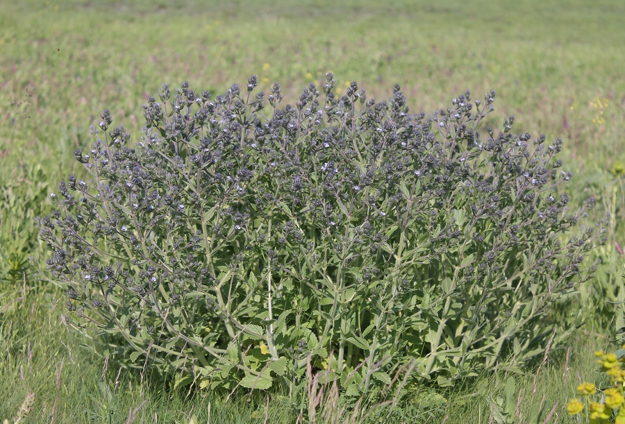 Изображение особи Nepeta parviflora.