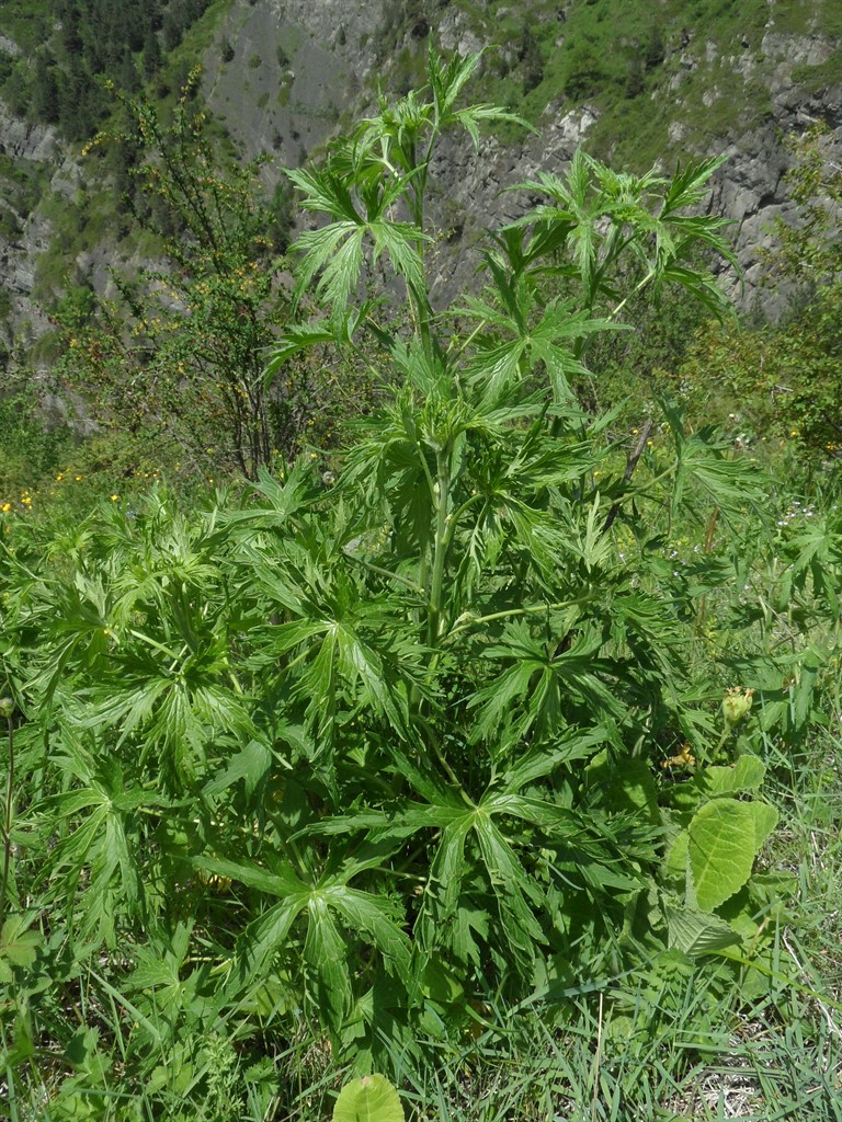Image of genus Delphinium specimen.