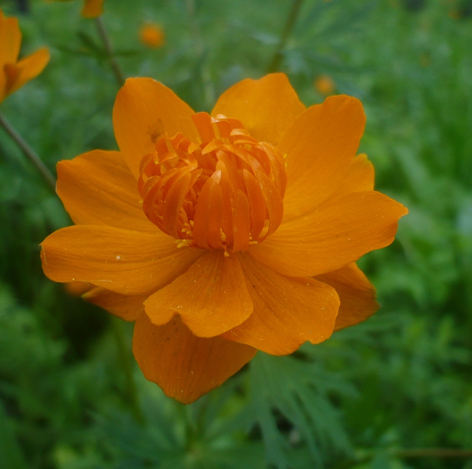 Image of Trollius asiaticus specimen.