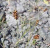 Carex dioica