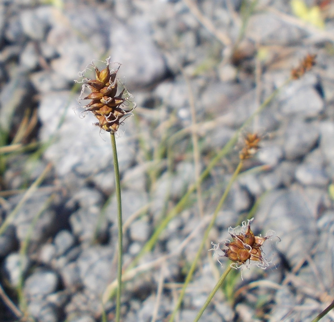 Image of Carex dioica specimen.