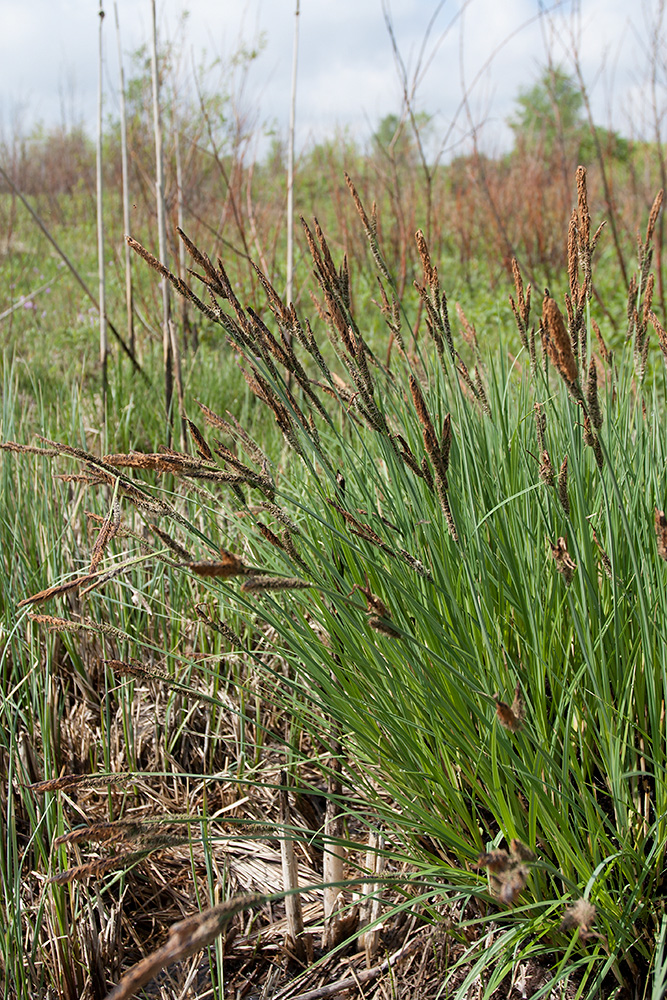 Изображение особи Carex elata.