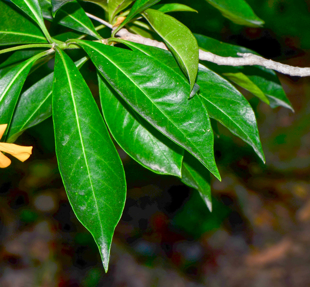 Image of Hymenosporum flavum specimen.